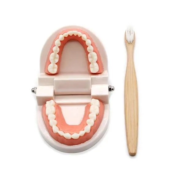 Montessori Educational Toys for Children Early Learning Kids Intelligence Brushing Tooth Teaching Aids Simulated Practical Life